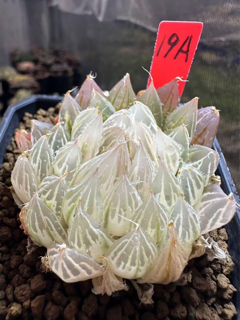 19AAA ハオルチア 多肉植物 白蓮花Xダビディ錦糊斑 自家繁殖 19AAA